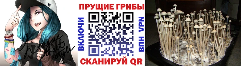 Псилоцибиновые грибы GOLDEN TEACHER  Купить где  Заречный 